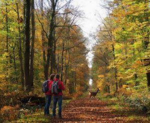 Fôret avec marcheurs et chevreuil